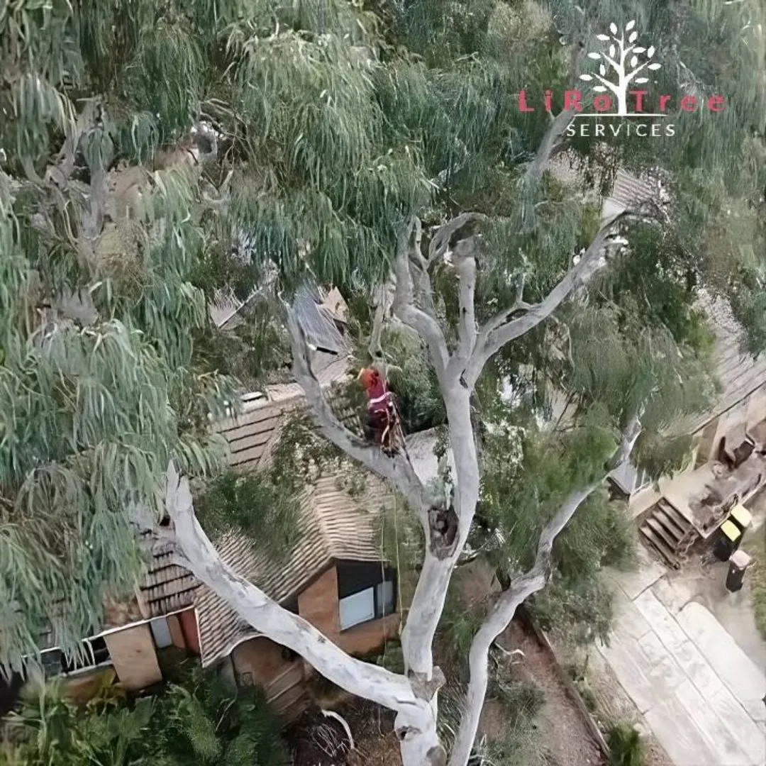 Aerial view of a removal in progress with the chipper truck in the driveway