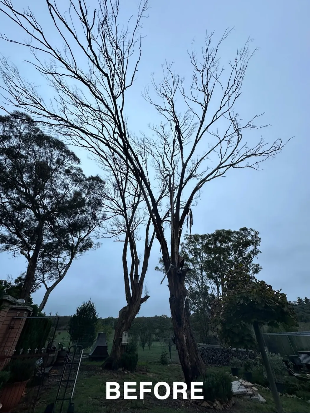 A dead tree before removal, marked before