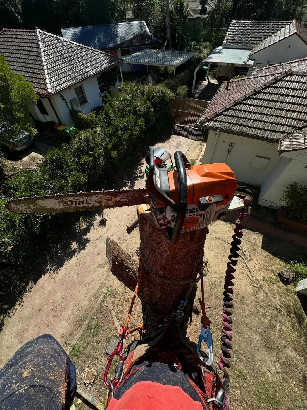 Chainsaw resting on a cut section high in a tree, houses below