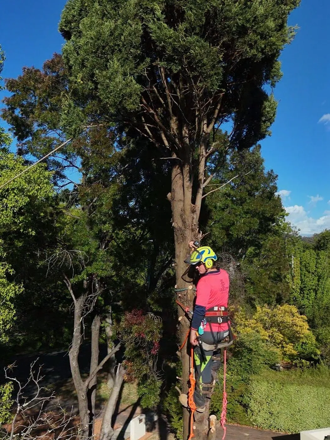 Climber ascending a cypress