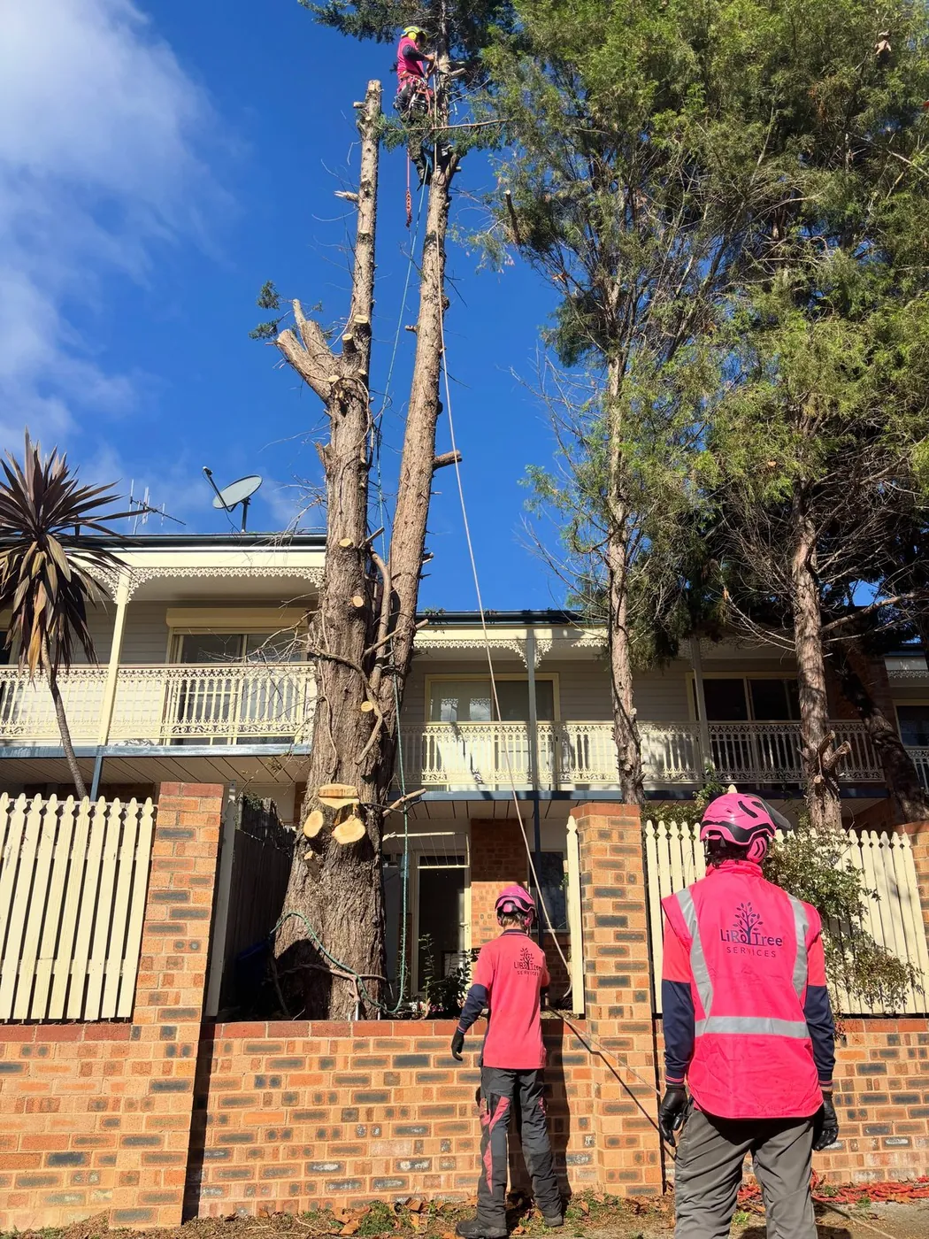 Crew felling a tree in sections behind a brick fence