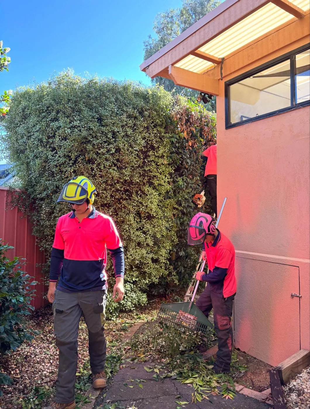 Two crew members raking up after a hedge removal