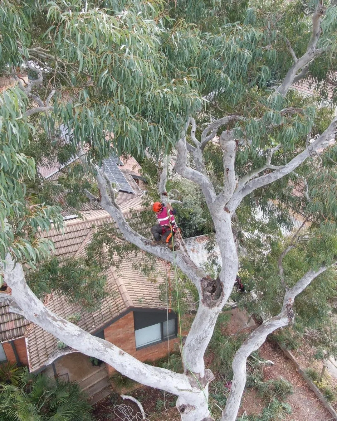Climber in a spotted gum canopy over a Canberra house