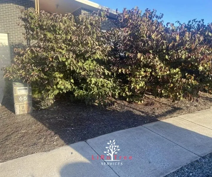Trimmed hedge on a Canberra street