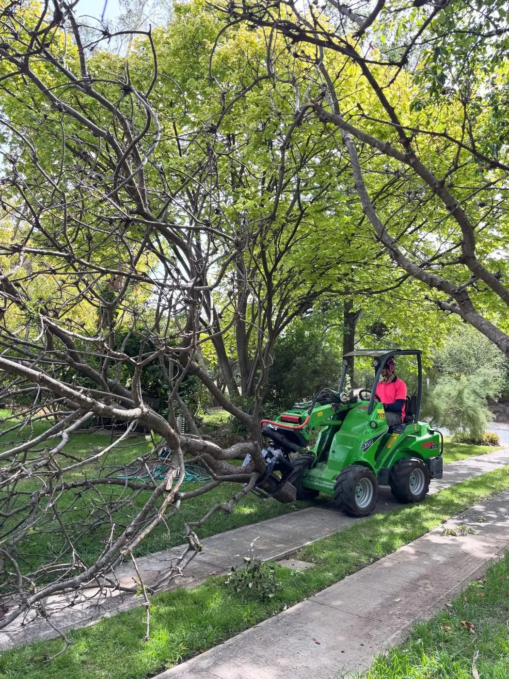 Avant loader dragging a limb to the chipper