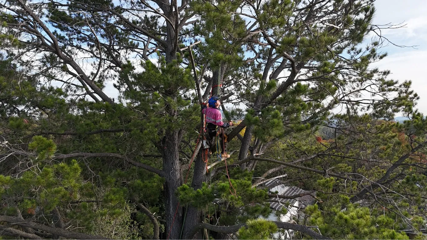 Climber high in a pine above Canberra rooftops