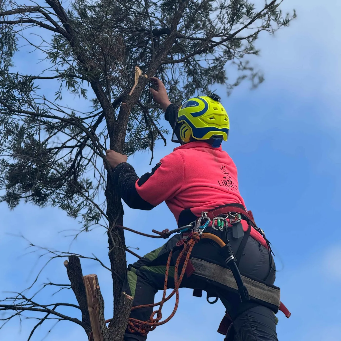 Climber pruning a street tree from a rope
