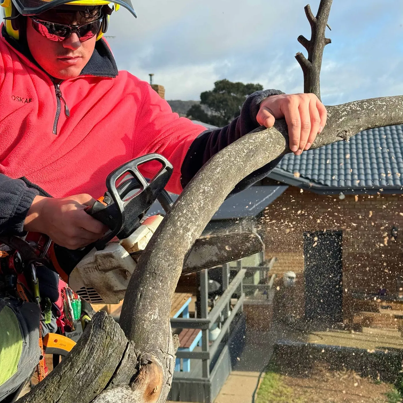 LiRo climber making a pruning cut at the branch collar
