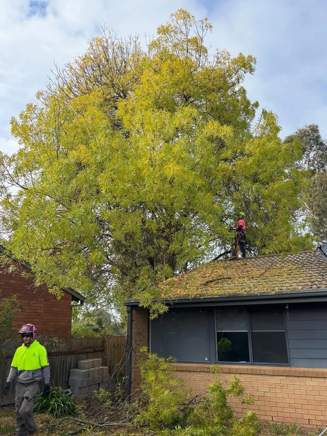Climber in a canopy above a roofline
