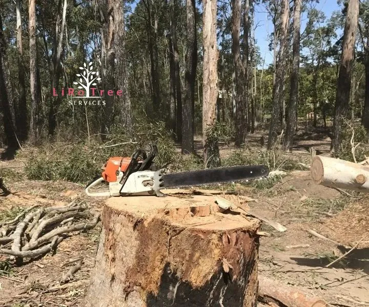 Fresh-cut stump ready for grinding