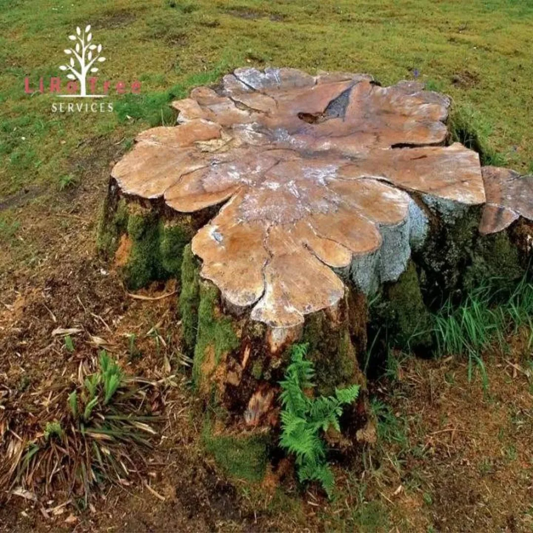 Ground stump below the surface, ready to turf